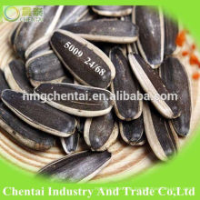 new crop 5009 big size Sunflower Seed specification